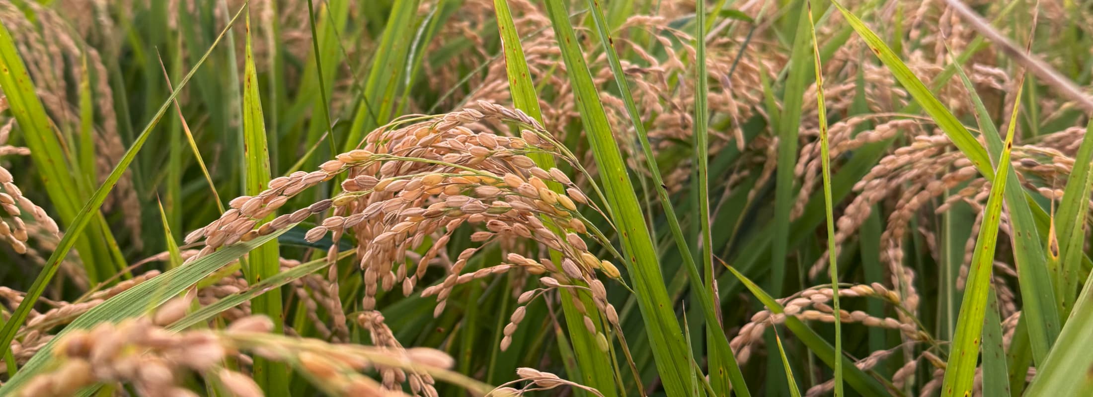 なぜグルテンフリーなのか