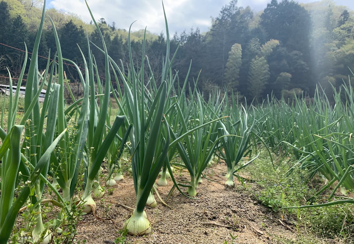 作物本来の力強い美味しさと安全性